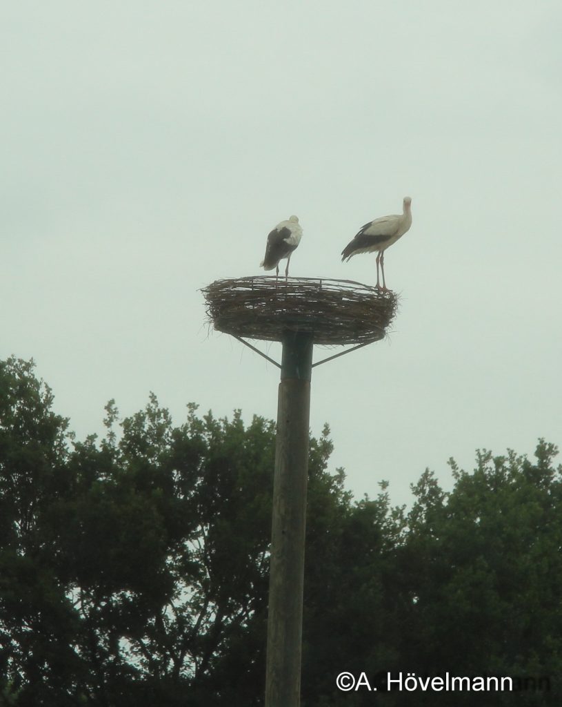 Einer der beiden Störche, die beim Nest vom Hegering Hünxe vorbeigeschaut haben