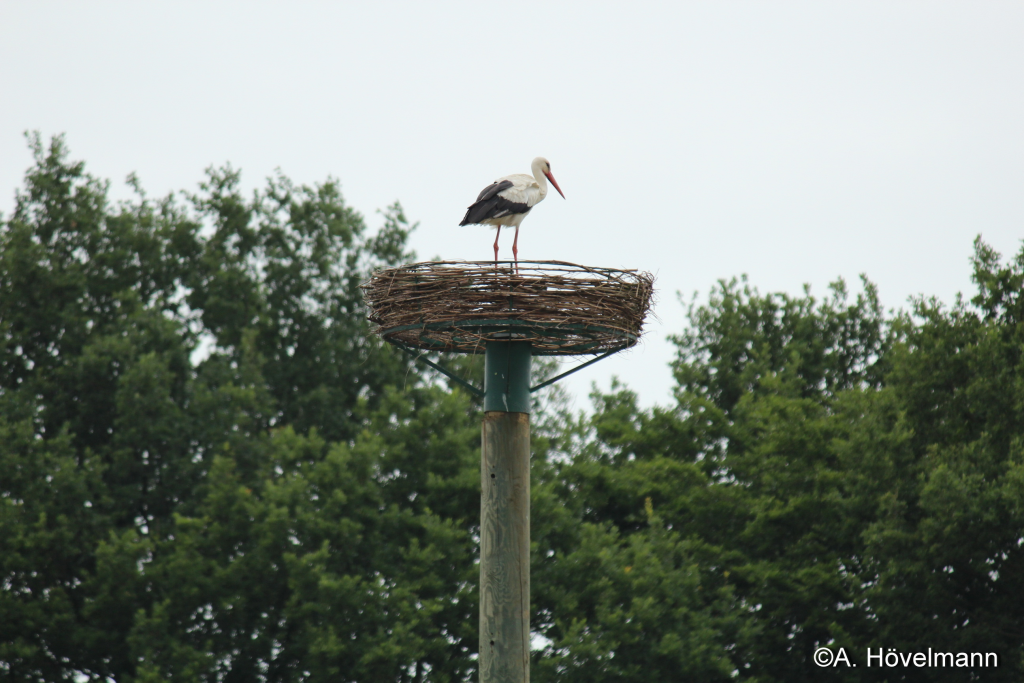 Einer der beiden Störche, die beim Nest vom Hegering Hünxe vorbeigeschaut haben